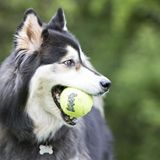 Pelota-Kong-Air-Bul-L